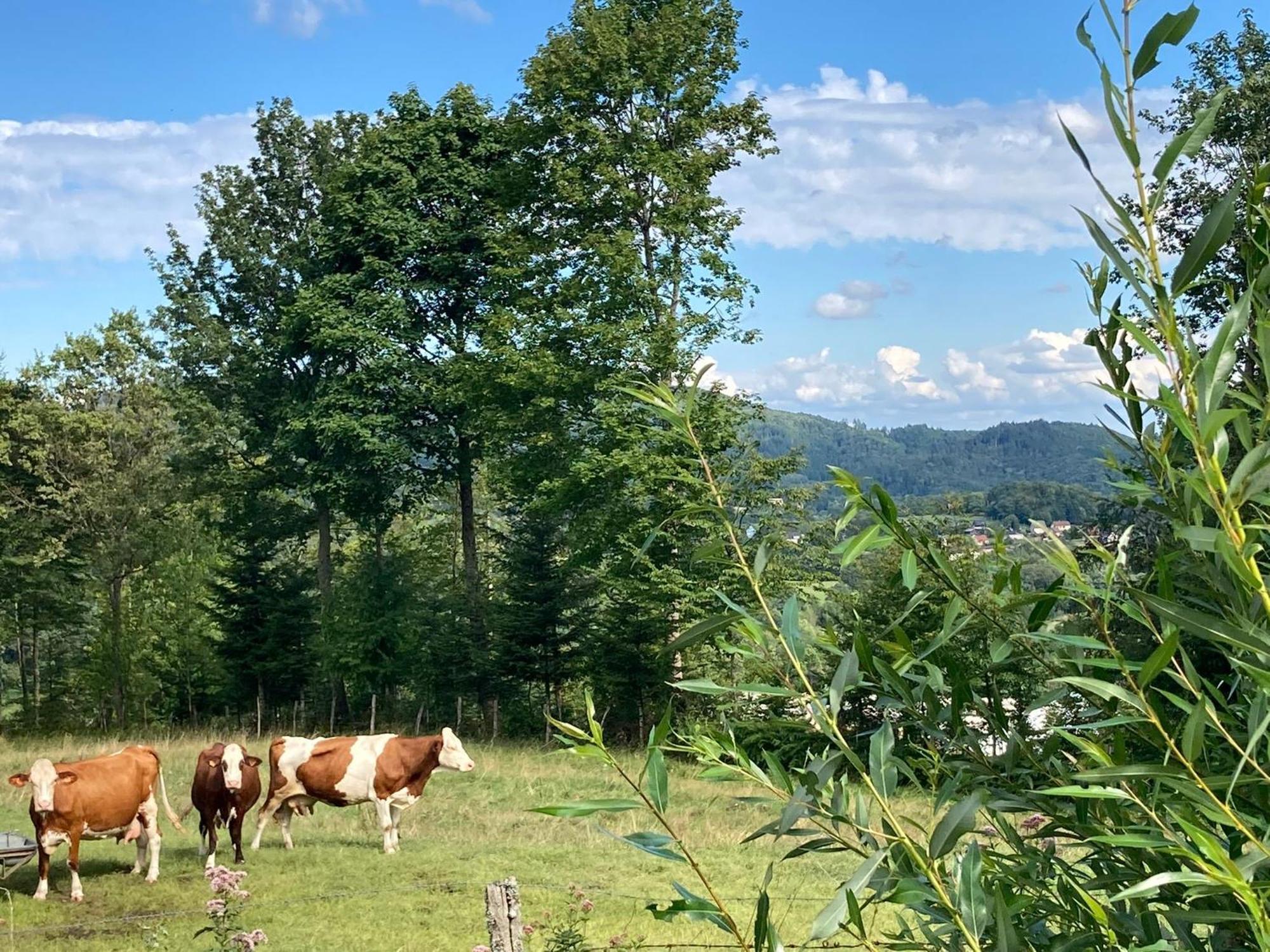 Vogesenparadies Kirchberg Esterno foto